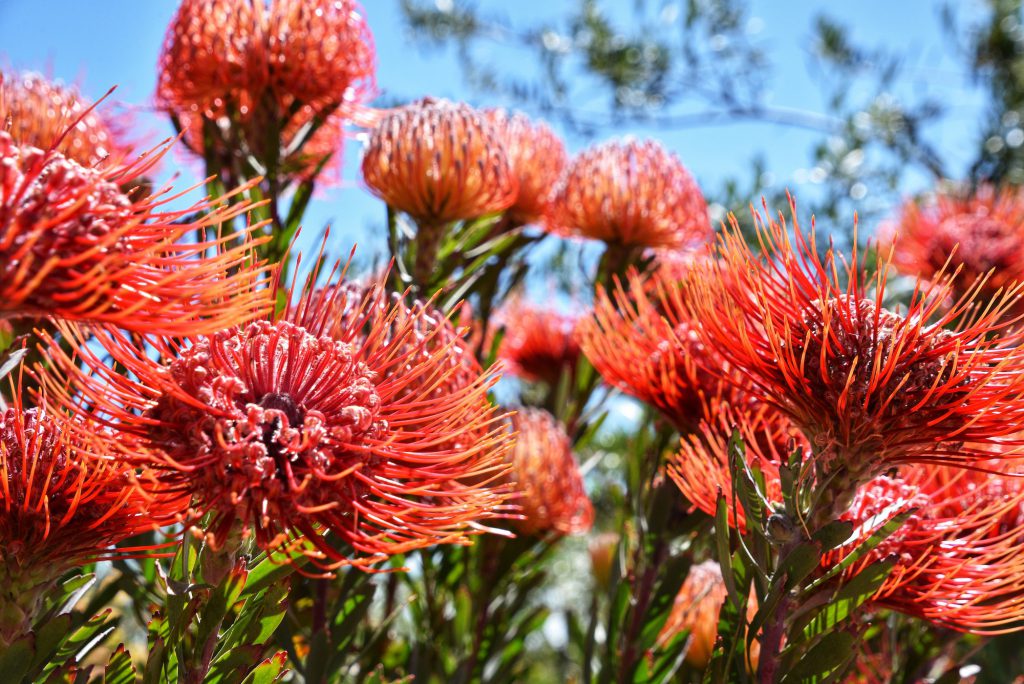 Red pincushion protea plant